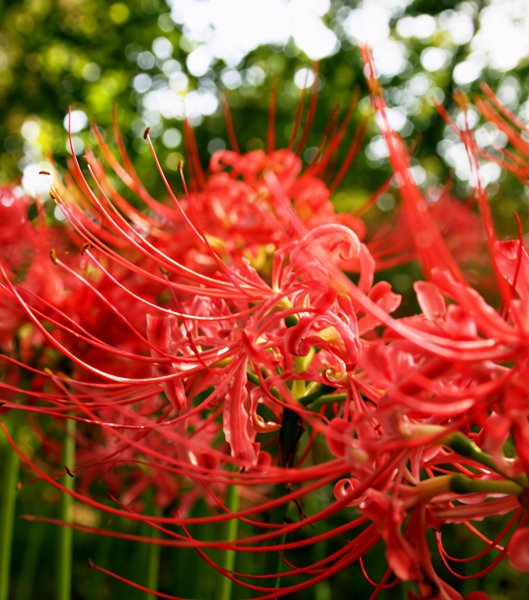 石蒜花和彼岸花一样吗
