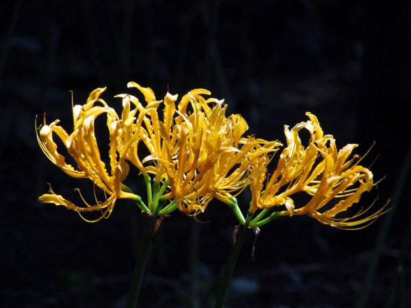 石蒜花和彼岸花一样吗