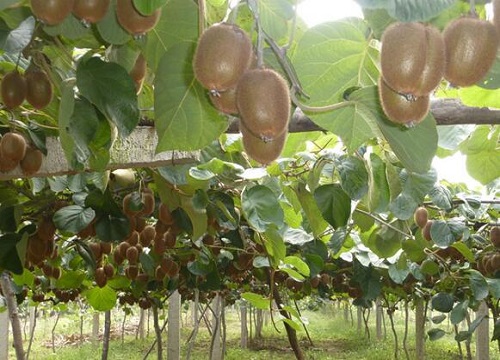 猕猴桃移栽时间和方法