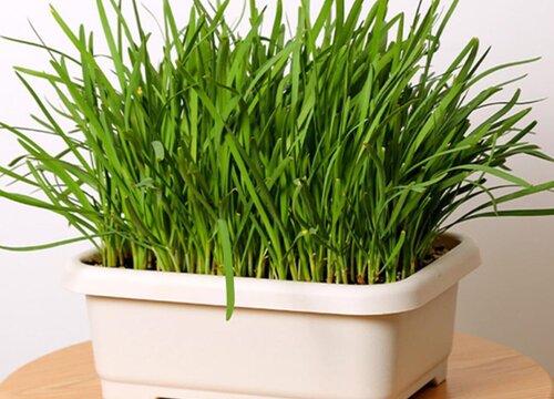 院子里适合种什么蔬菜