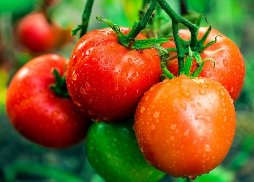 院子里适合种什么蔬菜