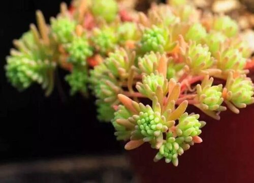 多肉几月份种植最好