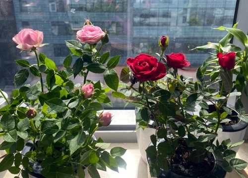 玫瑰花种植时间和方法