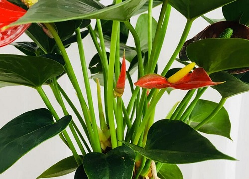 怎么养让红掌叶子更碧绿更亮