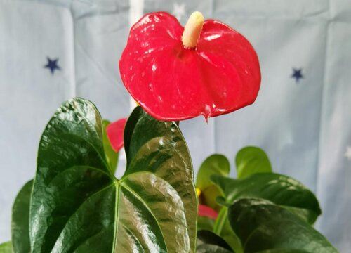 怎么养让红掌叶子更碧绿更亮