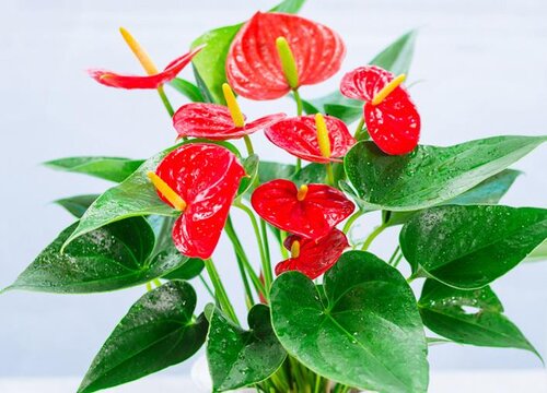 怎么养让红掌叶子更碧绿更亮