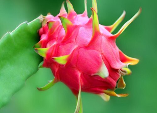 火龙果哪个品种最好吃