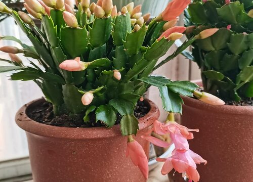 蟹爪兰如何扦插成活率高