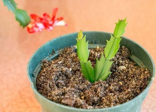 蟹爪兰如何扦插成活率高