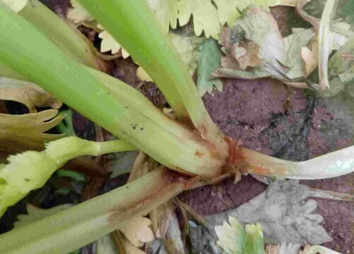 夏季芹菜病虫害防治技术与方法措施