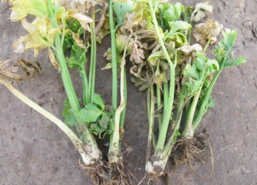 夏季芹菜病虫害防治技术与方法措施