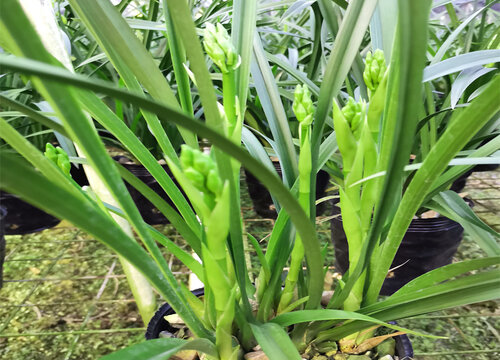 建兰怎样养才能开花