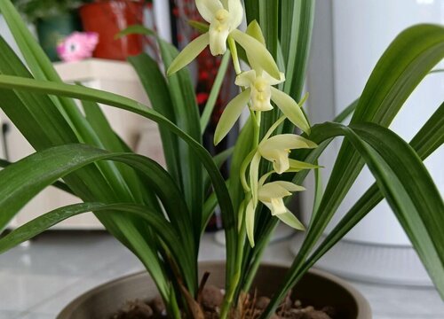 建兰怎样养才能开花