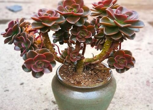 多肉服盆后多久可以施肥