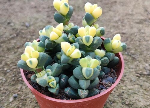 多肉服盆后多久可以施肥