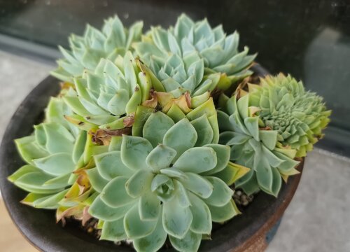 多肉服盆后多久可以施肥