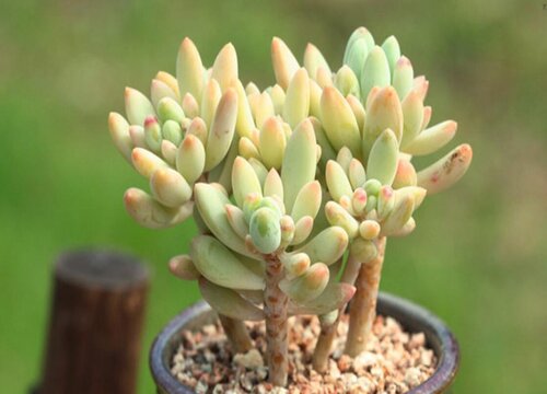 多肉服盆后多久可以施肥