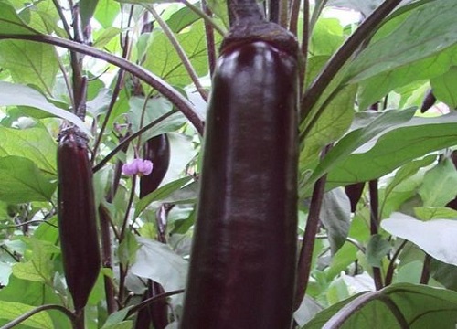 茄子最忌施什么肥料