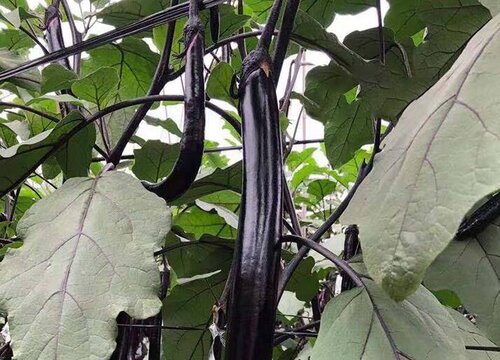 茄子最忌施什么肥料