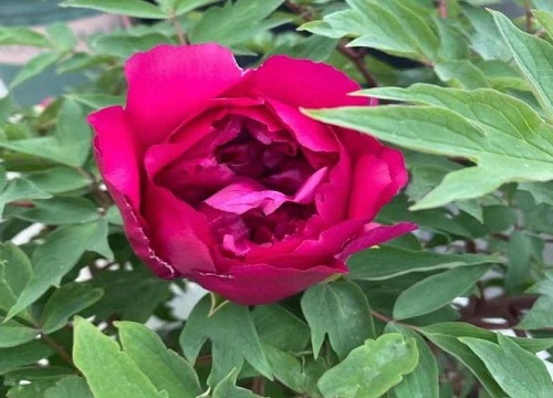 最红最艳丽的牡丹品种