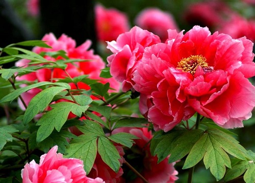 最红最艳丽的牡丹品种