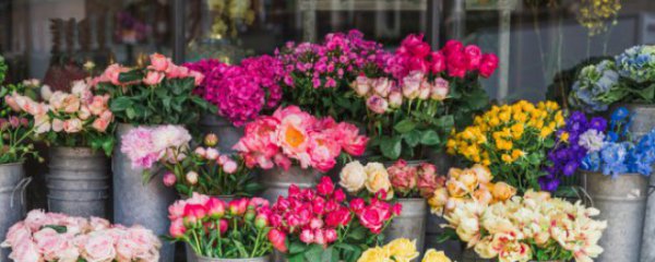 适合客厅摆放的花卉