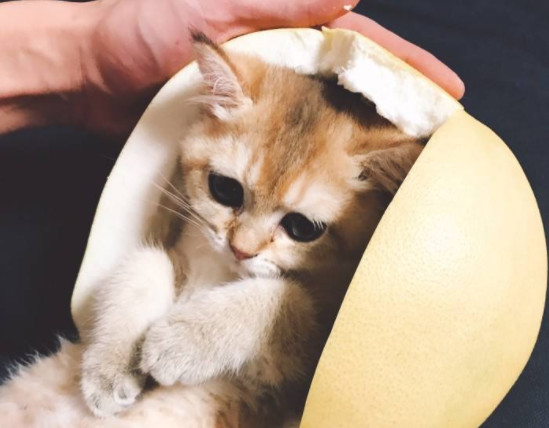 猫可以吃柚子吗