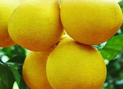 猫可以吃柚子吗