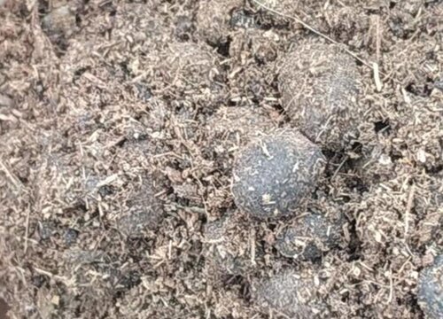 羊粪如何养绣球花爆满花