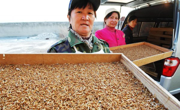 面包虫吃什么食物繁殖比较快