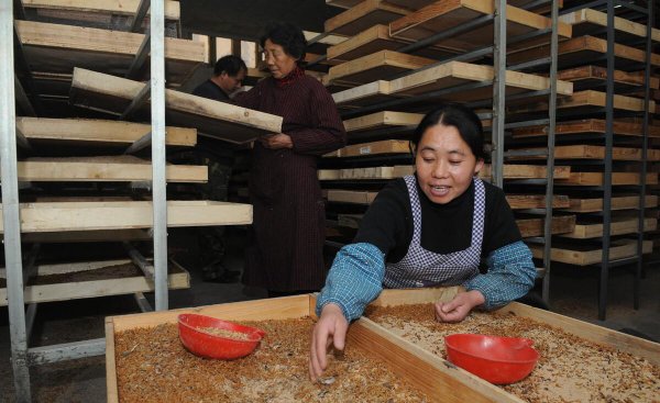 面包虫吃什么食物繁殖比较快