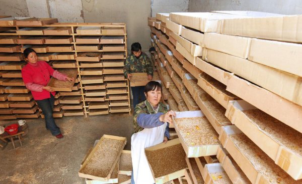 面包虫吃什么食物繁殖比较快