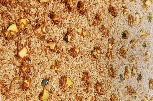 面包虫吃什么食物繁殖比较快