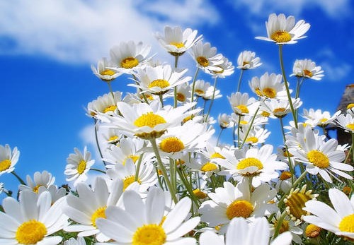 菊花扦插生根最快方法