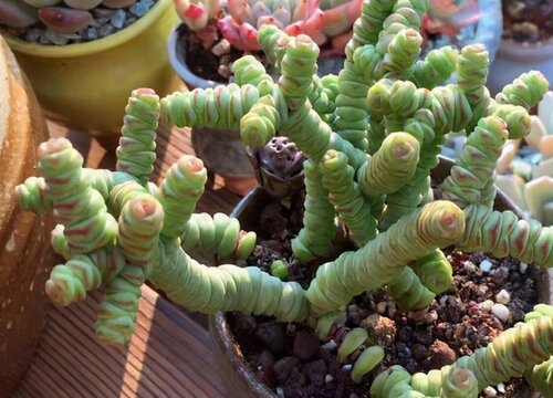 多肉徒长有什么补救的办法