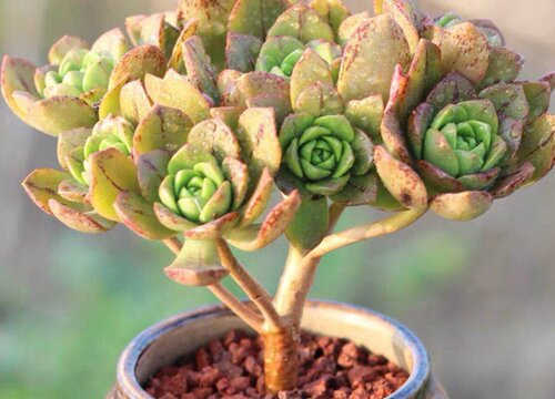 多肉徒长有什么补救的办法