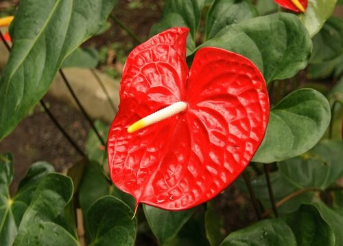 红掌如何催花半个月长满花苞