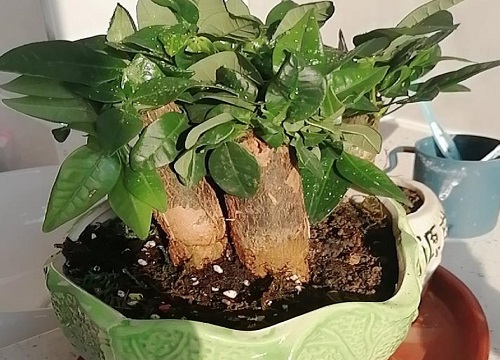 发财树如何修剪株型好看