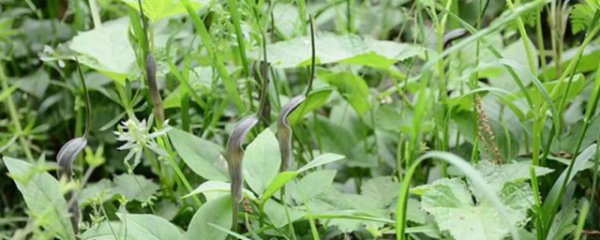半夏适合什么地方种植