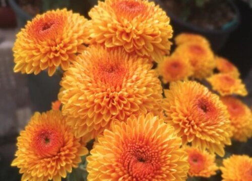 乒乓菊花期是什么时候