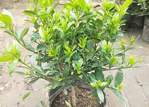 小叶栀子花期是什么时候