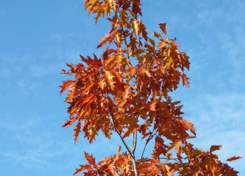 红枫冬天落叶吗