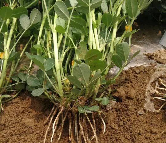 花生控旺晚对花生有影响吗