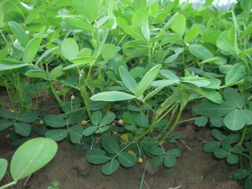 花生控旺晚对花生有影响吗