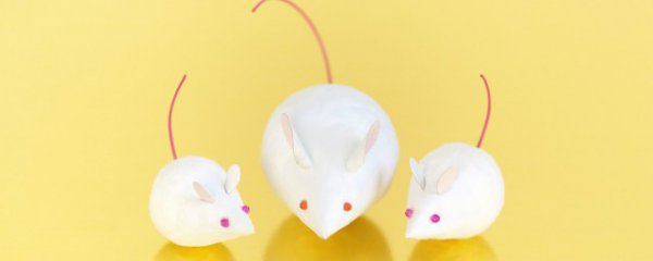 房间有老鼠怎么去除