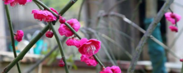 在家如何种植梅花