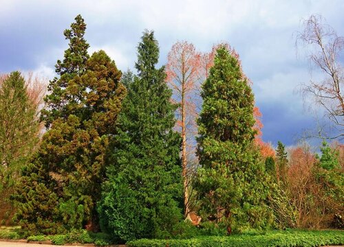 岁寒三友是什么植物的名称