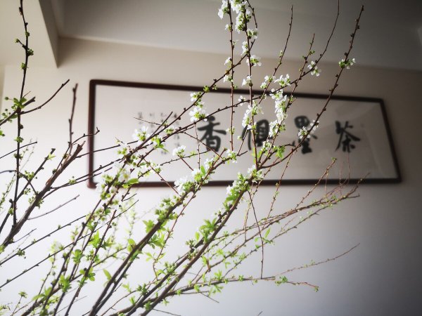 雪柳为什么不能放家里养