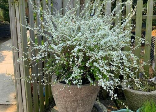 雪柳为什么不能放家里养