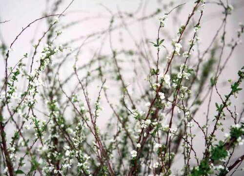 雪柳为什么不能放家里养